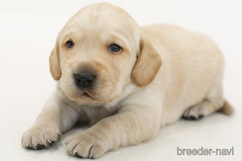 販売中の神奈川県のミックス犬-386733の1枚目